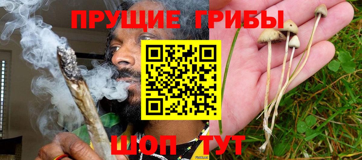 Каспийск  Галлюциногенные грибы прущие грибы  Галлюциногенные грибы Psilocybe  Вход с VPN 
